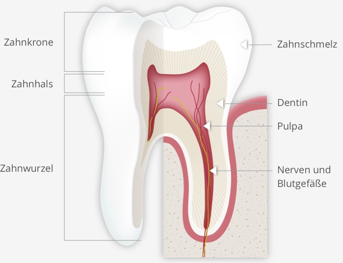 endodontie zahnaufbau
